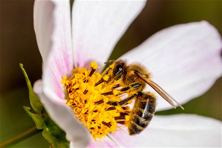 Fauna Insects