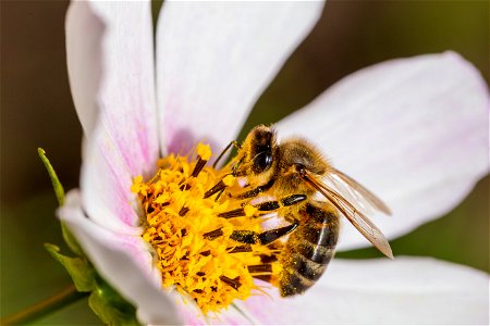 Fauna Insects