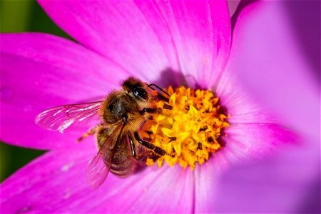 Fauna Insects