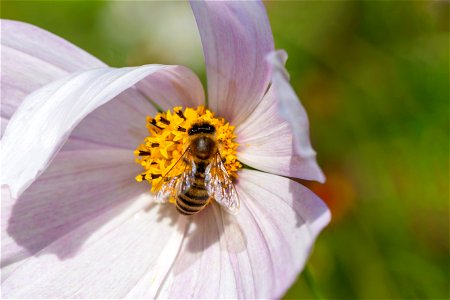 Fauna Insects