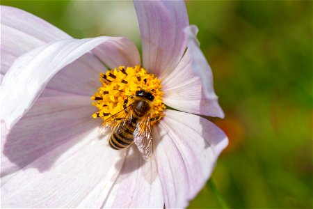 Fauna Insects