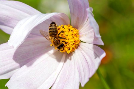 Fauna Insects