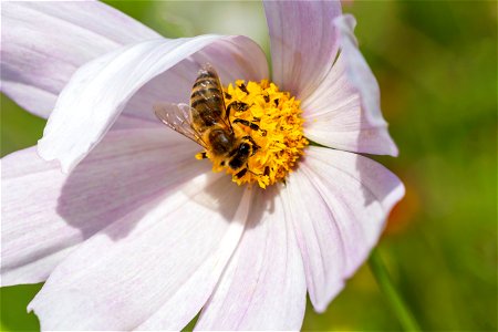 Fauna Insects