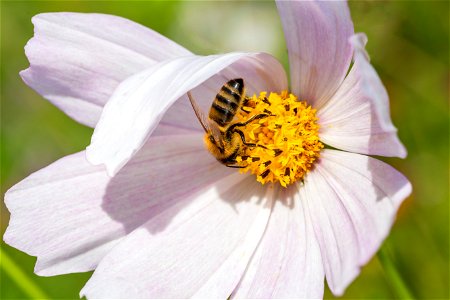 Fauna Insects