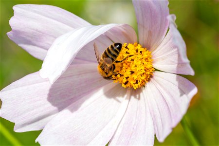 Fauna Insects