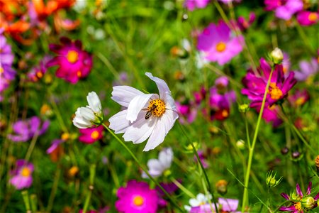 Fauna Insects