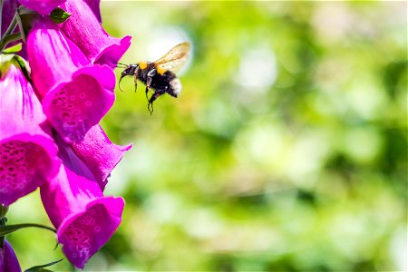 Fauna Insects