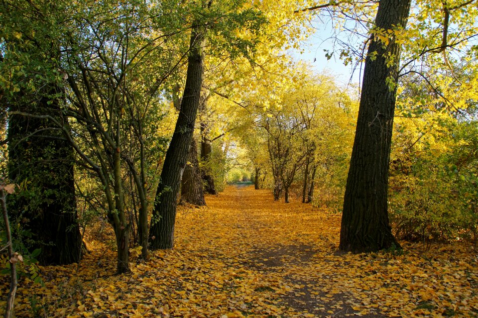 The trail foliage fallen