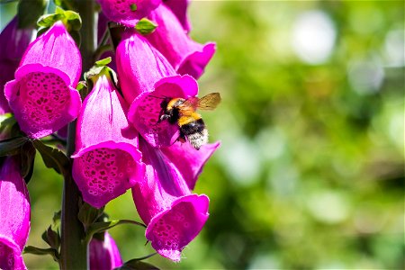 Fauna Insects