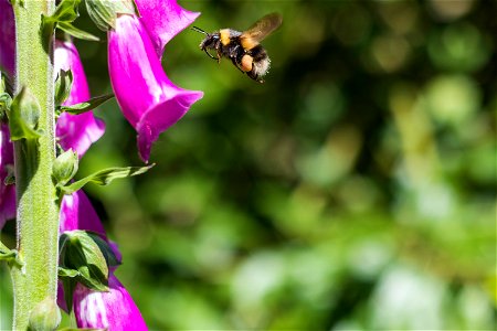 Fauna Insects