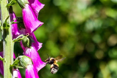Fauna Insects