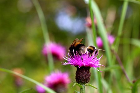 Fauna Insects