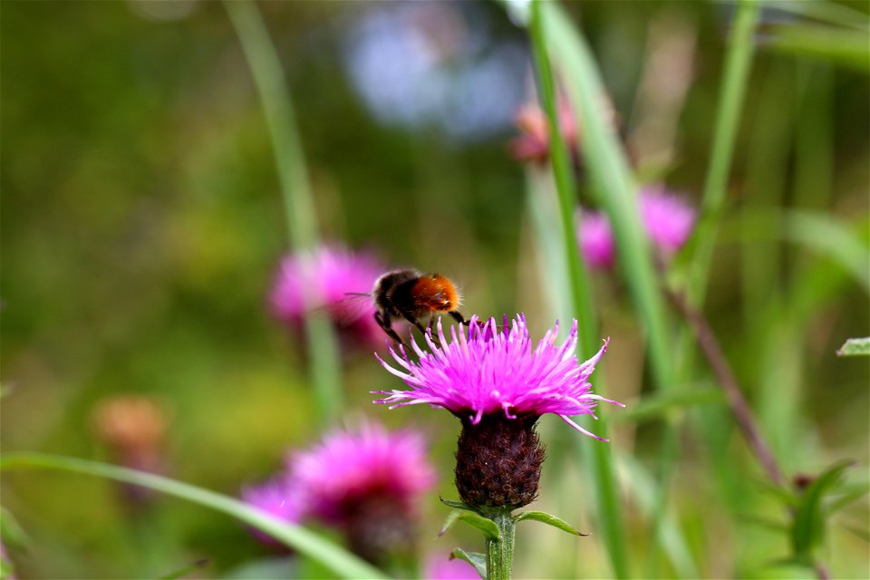 Fauna Insects