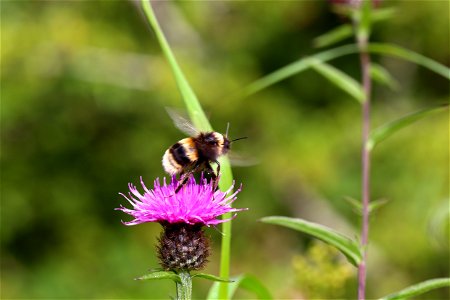 Fauna Insects