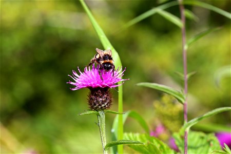 Fauna Insects
