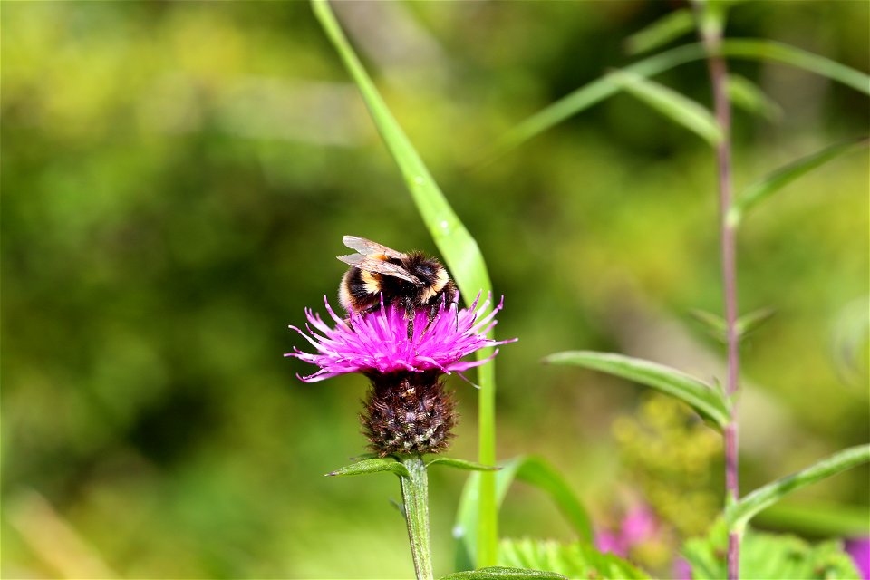 Fauna Insects