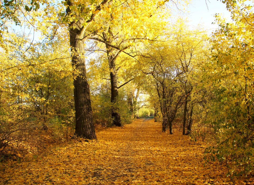 The trail foliage fallen