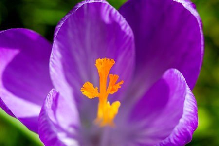Nature Flowers