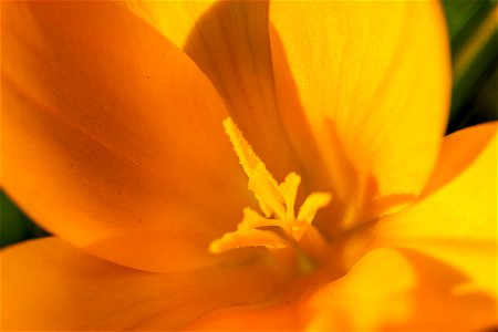 Nature Flowers