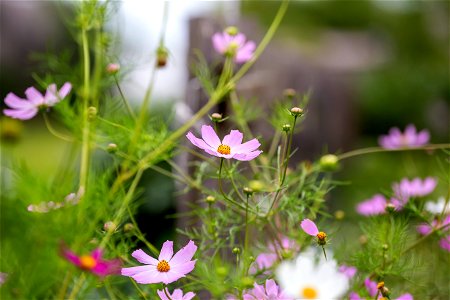 Nature Flowers