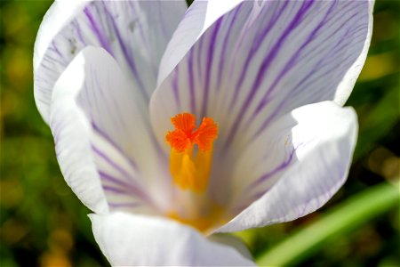 Nature Flowers
