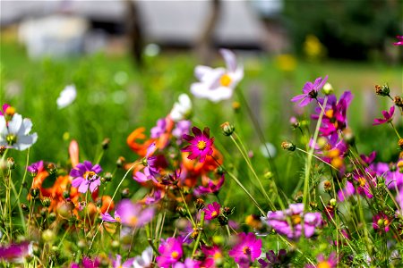 Nature Flowers