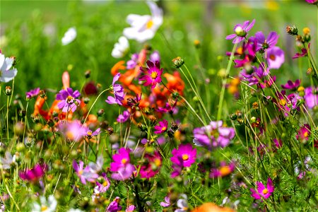 Nature Flowers