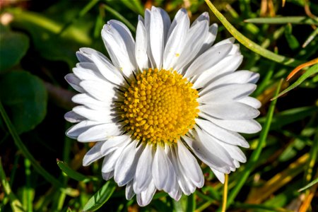 Nature Flowers