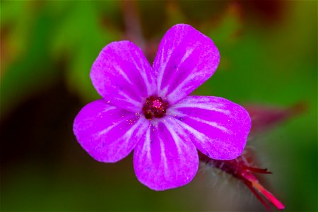Nature Flowers
