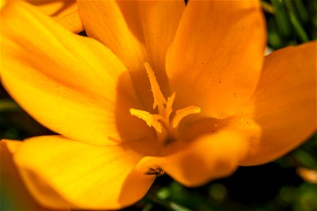 Nature Flowers