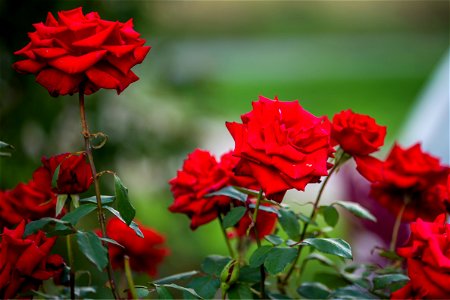 Nature Flowers