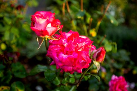 Nature Flowers