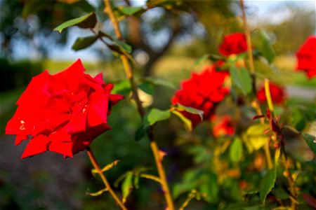 Nature Flowers