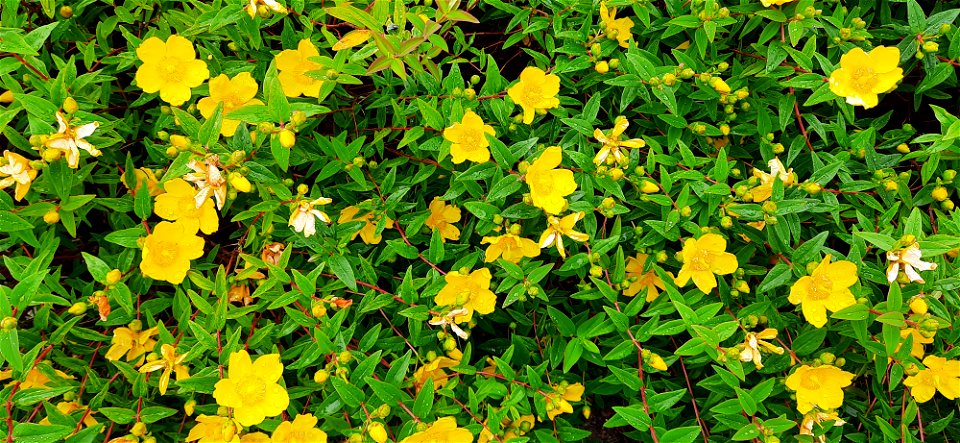 Nature Flowers