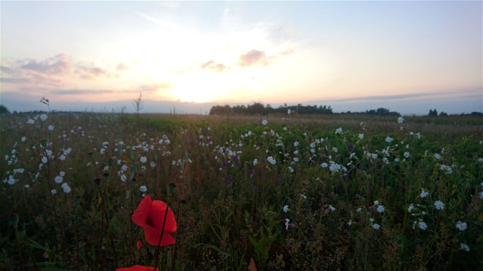 Nature Flowers