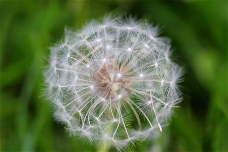 Nature Flowers