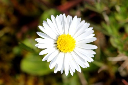 Nature Flowers