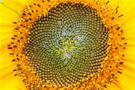 Nature Flowers