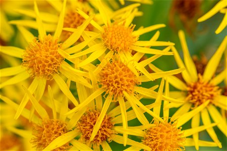 Nature Flowers
