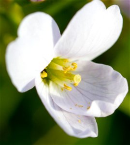 Nature Flowers