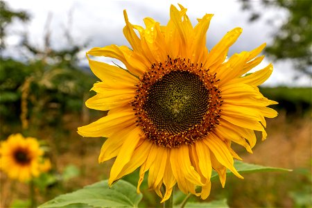 Nature Flowers