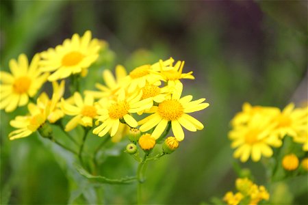 Nature Flowers