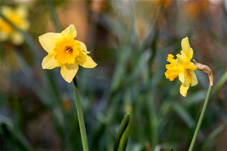 Nature Flowers
