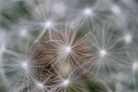 Nature Flowers