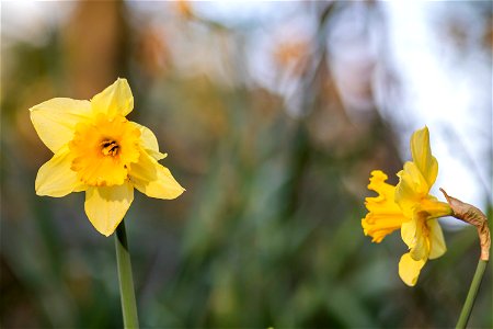 Nature Flowers