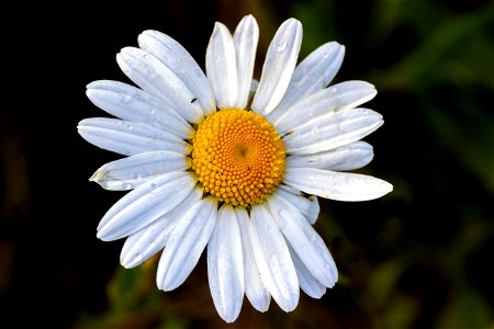 Nature Flowers