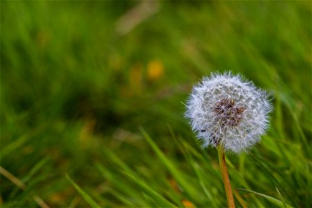 Nature Flowers