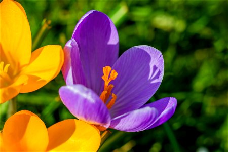 Nature Flowers