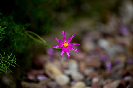 Nature Flowers