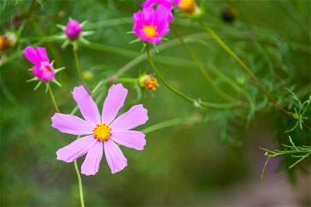 Nature Flowers